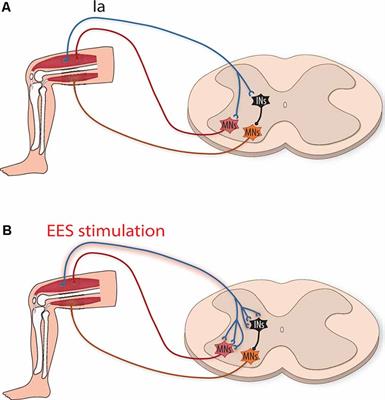 Epidural Electrical Stimulation: A Review of Plasticity Mechanisms That Are Hypothesized to Underlie Enhanced Recovery From Spinal Cord Injury With Stimulation